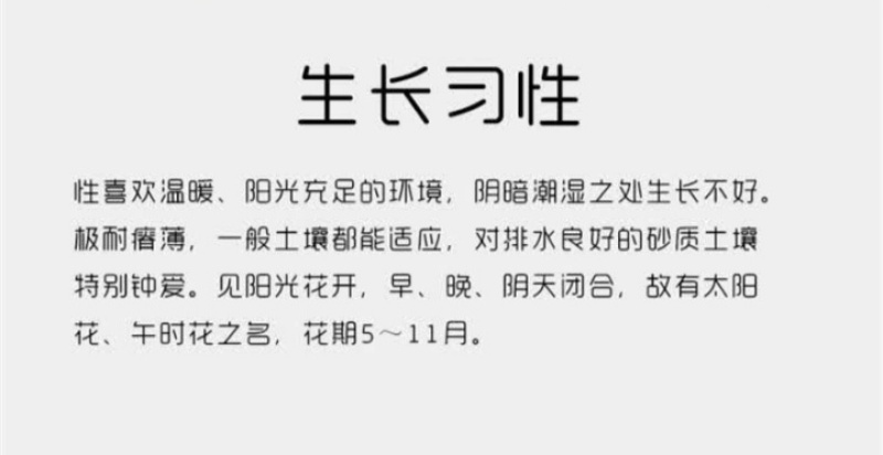 重瓣太阳花种子花籽四季开花室内室外花卉易活种子