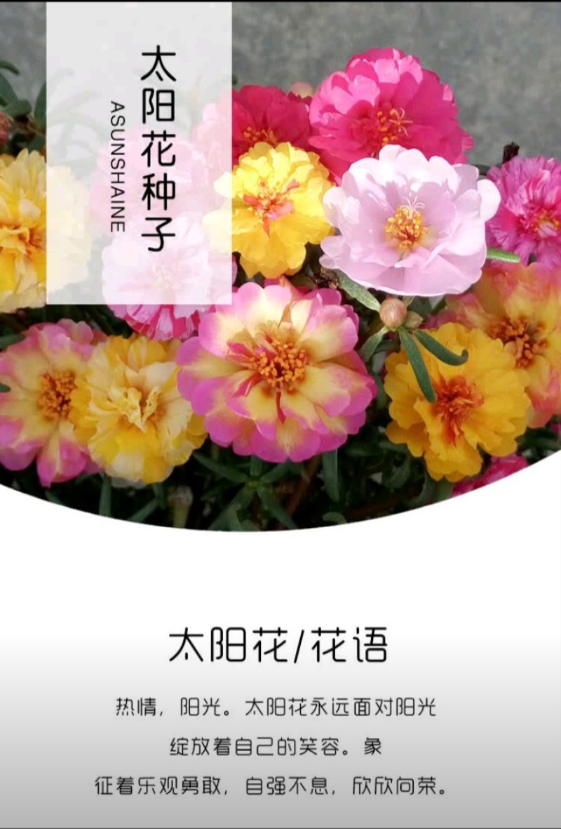 重瓣太阳花种子花籽四季开花室内室外花卉易活种子