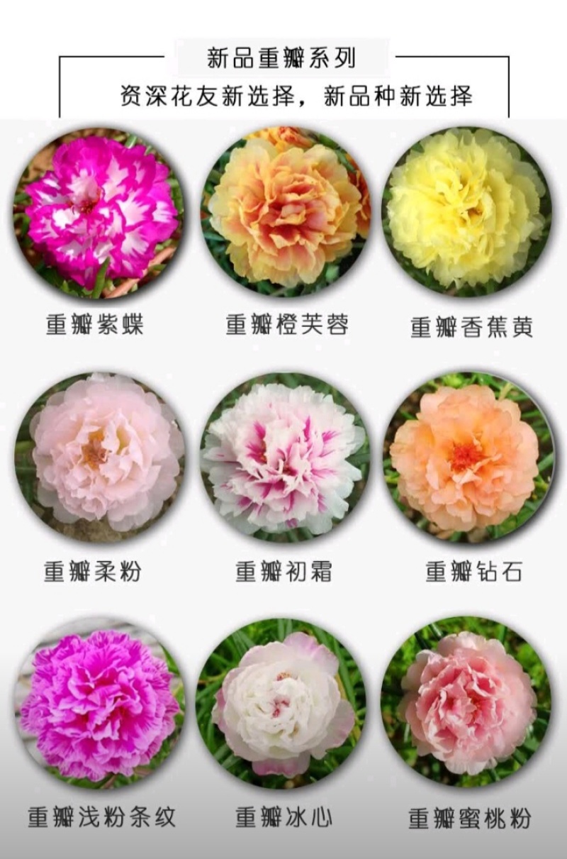重瓣太阳花种子花籽四季开花室内室外花卉易活种子