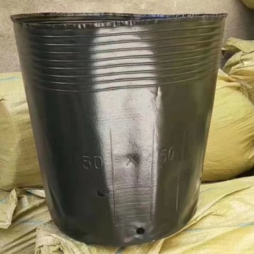 营养钵营养杯育苗杯塑料花盆加厚一次性树苗杯防老化育苗盆育
