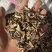 皂角刺皂刺天丁实拍图现货睿佑堂批发供应