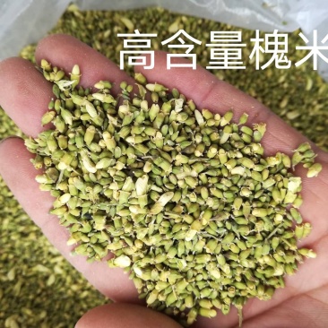 槐米已过筛微fkl五二六九