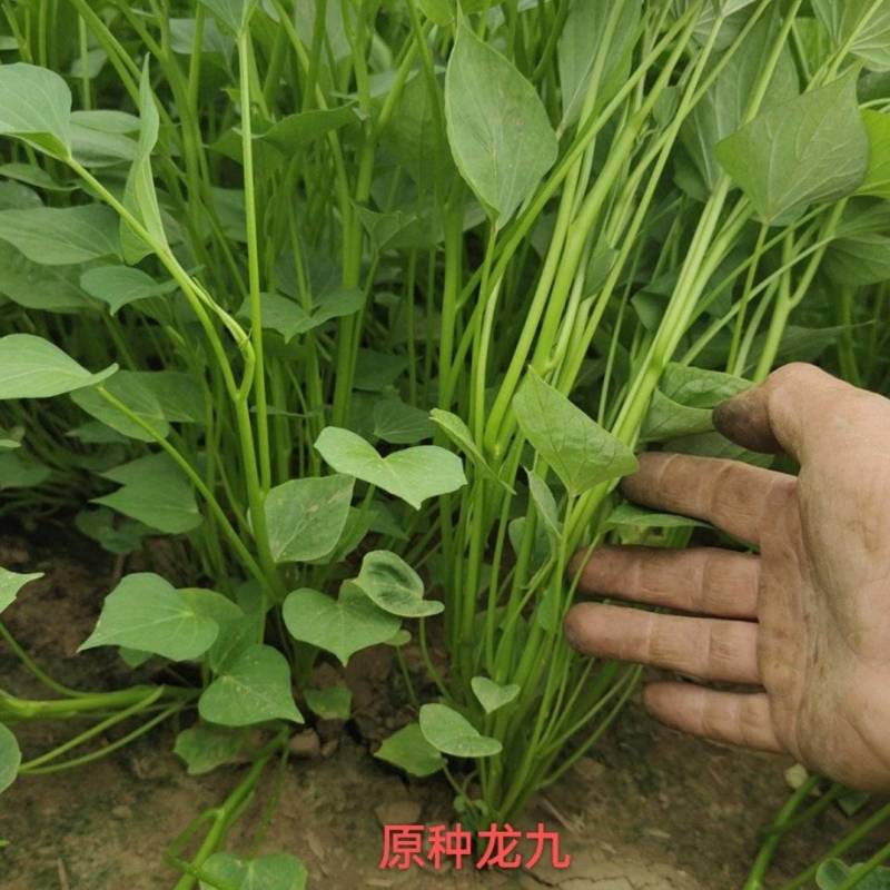 脱毒原种龙薯九，大田龙九，凉风4天，基地供苗