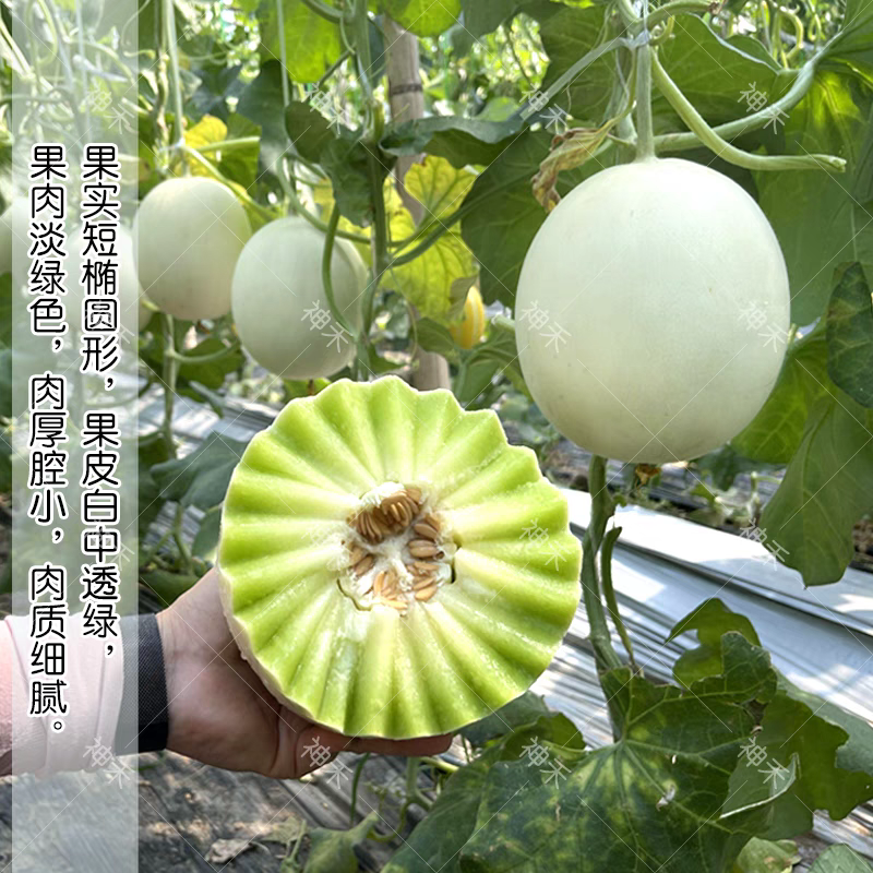 冰糖玉菇甜瓜种子超甜蜜姑甜瓜种籽高圆型特甜玉姑甜瓜种子