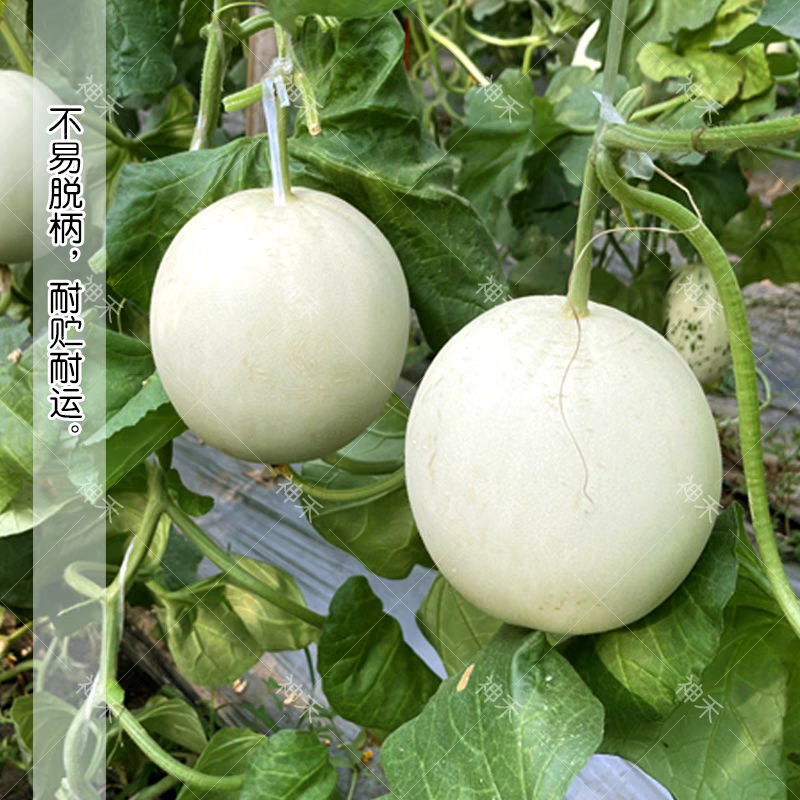 冰糖玉菇甜瓜种子超甜蜜姑甜瓜种籽高圆型特甜玉姑甜瓜种子