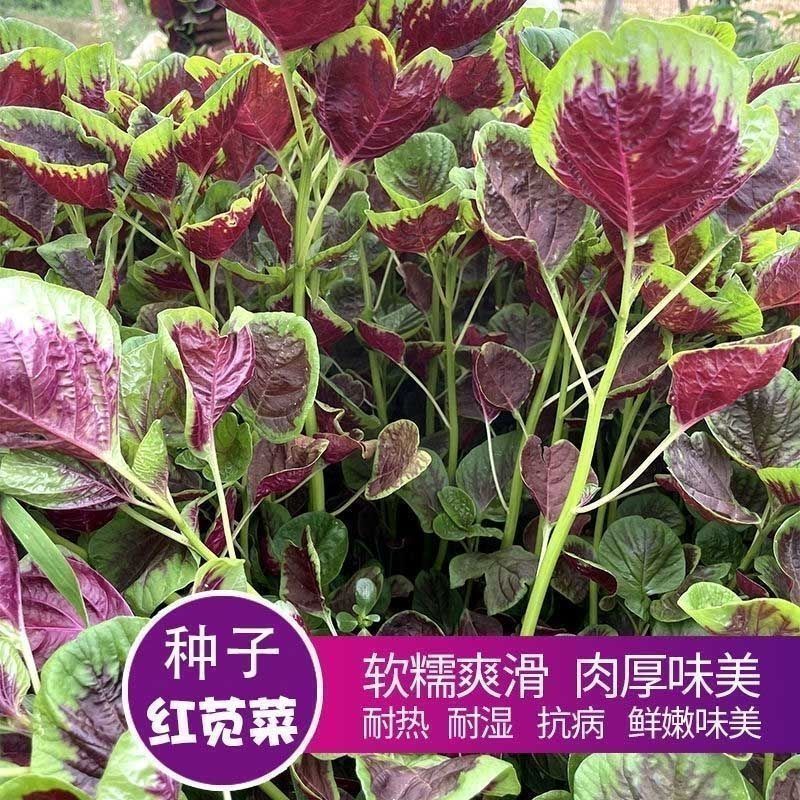 理想常花一苋苋菜种子圆叶红苋菜籽全红苋菜春秋冬四季播种
