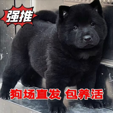 广西虎头五黑犬正宗土猎犬赶山犬看家护院纯黑狗全黑