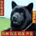 广西虎头五黑犬正宗土猎犬赶山犬看家护院纯黑狗全黑