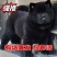 广西虎头五黑犬正宗土猎犬赶山犬看家护院纯黑狗全黑