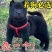 广西虎头五黑犬正宗土猎犬赶山犬看家护院纯黑狗全黑
