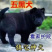 广西虎头五黑犬正宗土猎犬赶山犬看家护院纯黑狗全黑