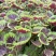 信研彩碟甜苋花红苋菜种子优质早熟高产耐热抗病春夏播