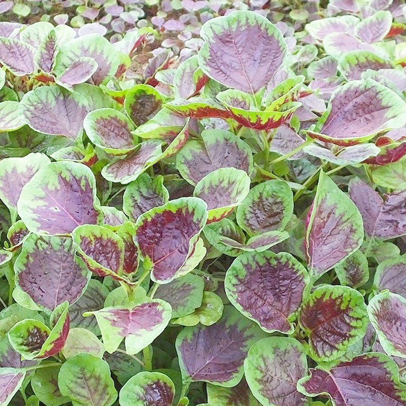 信研彩碟甜苋花红苋菜种子优质早熟高产耐热抗病春夏播