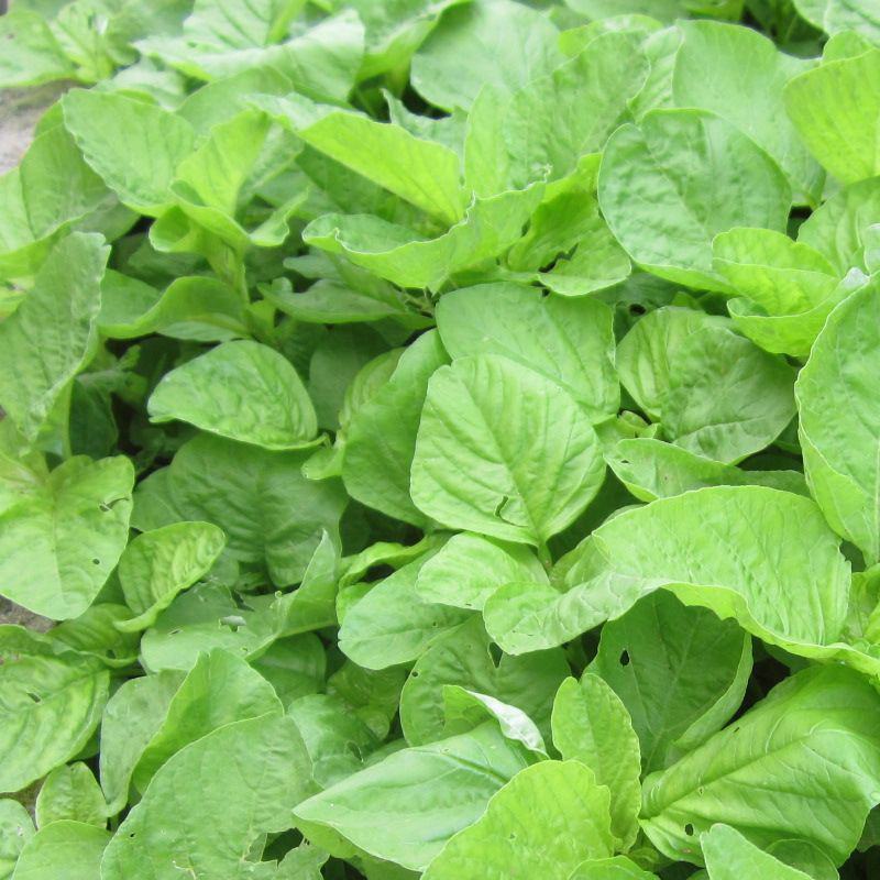 清甜白苋苋菜种子耐热耐湿白圆叶苋菜种子早熟大圆叶汉菜