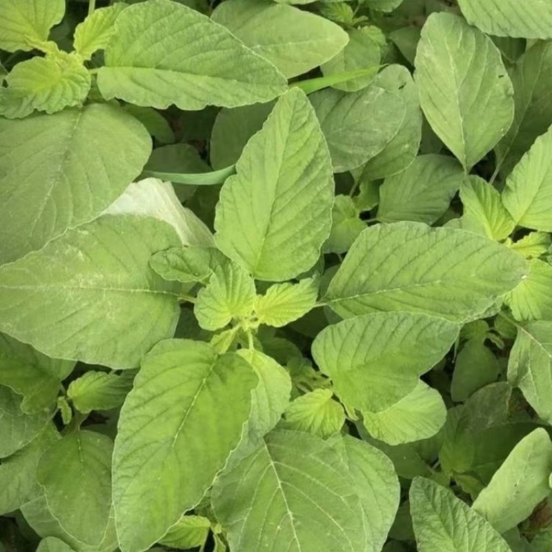 清甜白苋苋菜种子耐热耐湿白圆叶苋菜种子早熟大圆叶汉菜