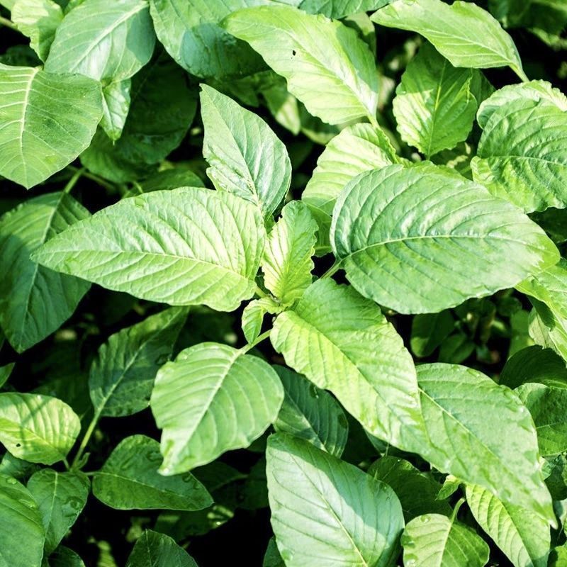 清甜白苋苋菜种子耐热耐湿白圆叶苋菜种子早熟大圆叶汉菜