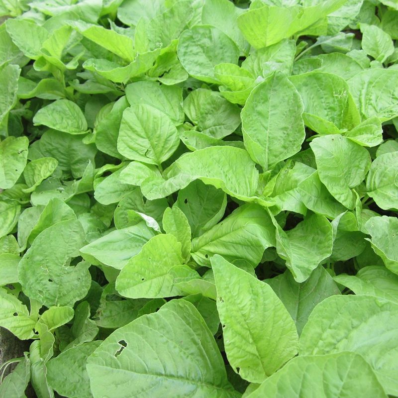 清甜白苋苋菜种子耐热耐湿白圆叶苋菜种子早熟大圆叶汉菜