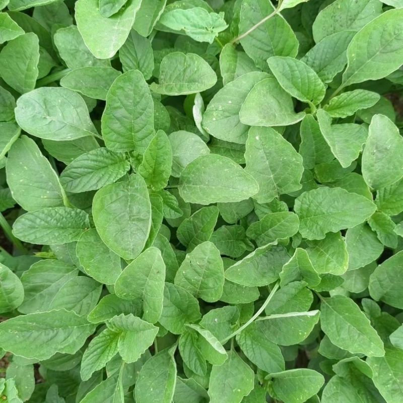 清甜白苋苋菜种子耐热耐湿白圆叶苋菜种子早熟大圆叶汉菜