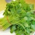 清甜白苋苋菜种子耐热耐湿白圆叶苋菜种子早熟大圆叶汉菜