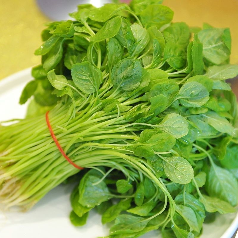 清甜白苋苋菜种子耐热耐湿白圆叶苋菜种子早熟大圆叶汉菜