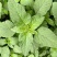 清甜白苋苋菜种子耐热耐湿白圆叶苋菜种子早熟大圆叶汉菜