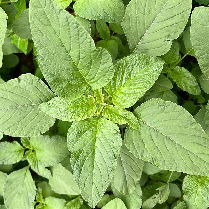 清甜白苋苋菜种子耐热耐湿白圆叶苋菜种子早熟大圆叶汉菜
