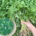 清甜白苋苋菜种子耐热耐湿白圆叶苋菜种子早熟大圆叶汉菜