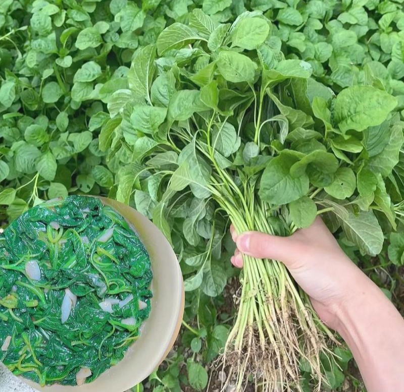 清甜白苋苋菜种子耐热耐湿白圆叶苋菜种子早熟大圆叶汉菜