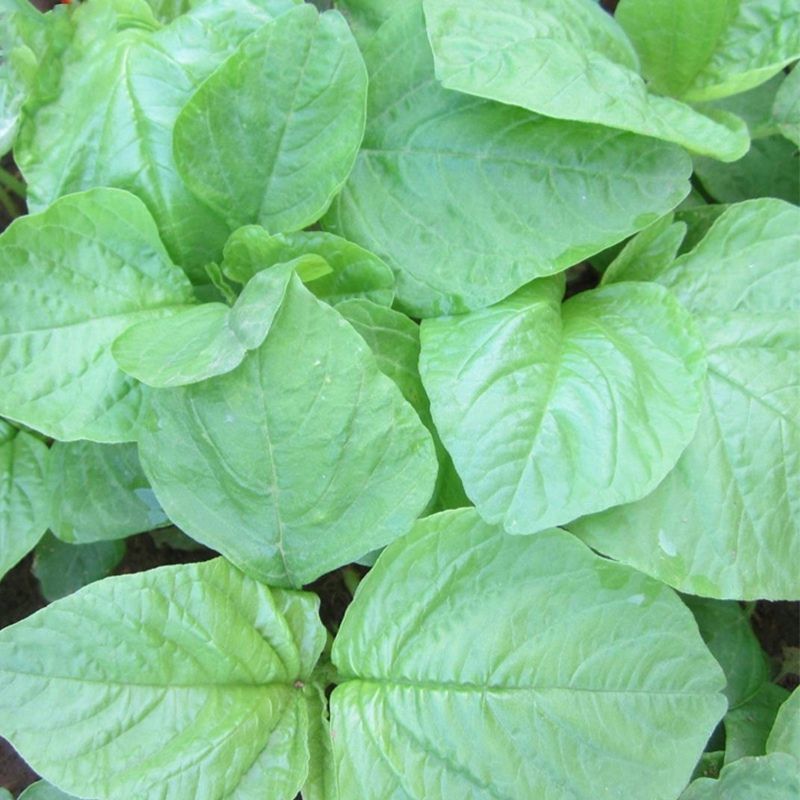 清甜白苋苋菜种子耐热耐湿白圆叶苋菜种子早熟大圆叶汉菜