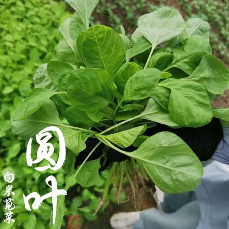农之子亮黄白圆叶苋菜种子高产大圆叶苋菜夏季耐热春秋播