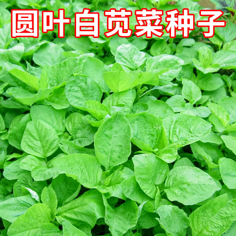 农之子亮黄白圆叶苋菜种子高产大圆叶苋菜夏季耐热春秋播