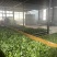 云南古树普洱茶500克