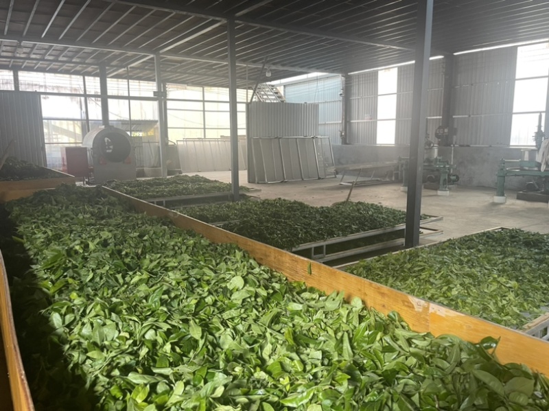 云南古树普洱茶500克
