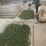 云南古树普洱茶500克