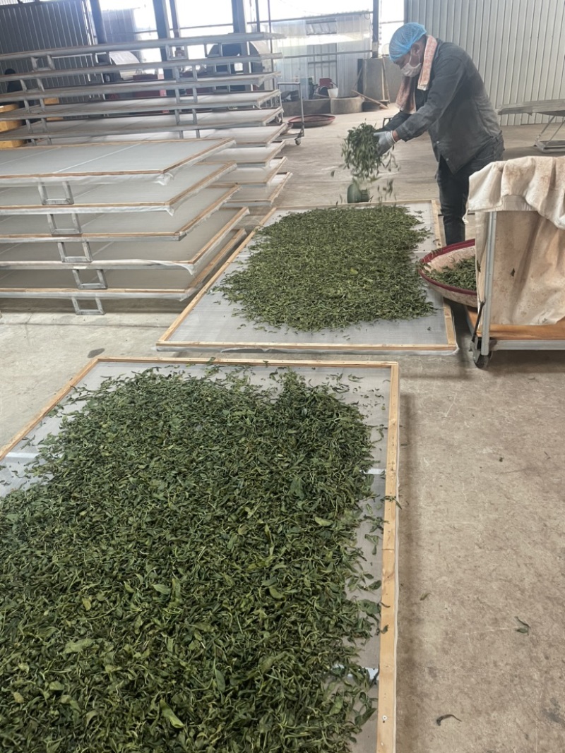 云南古树普洱茶500克