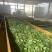 云南古树普洱茶500克