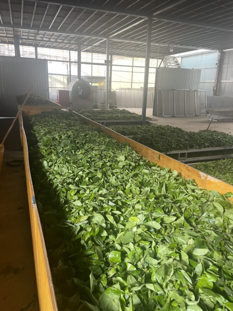 云南古树普洱茶500克