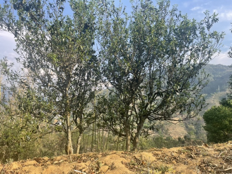 云南古树普洱茶500克