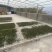 云南古树普洱茶500克