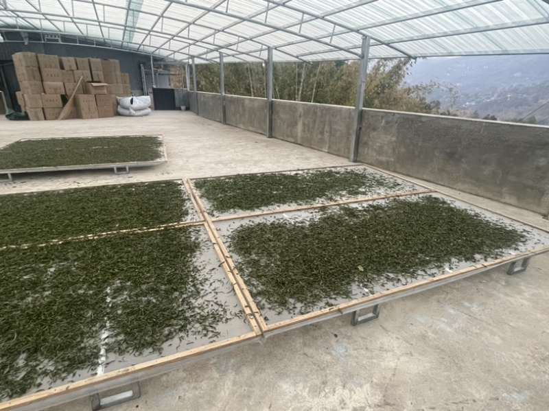云南古树普洱茶500克