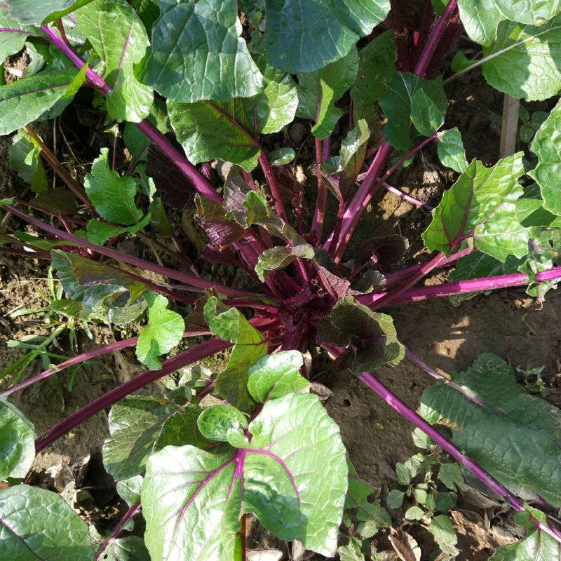 种都红1号红菜苔种子优质早熟高产耐寒农家秋季播种