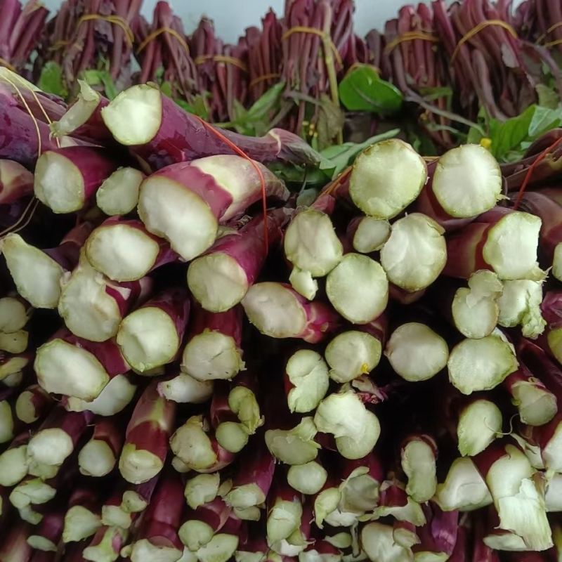 楚红苔70红菜苔种子中熟丰产早抽苔不早衰无蜡粉抗逆性强