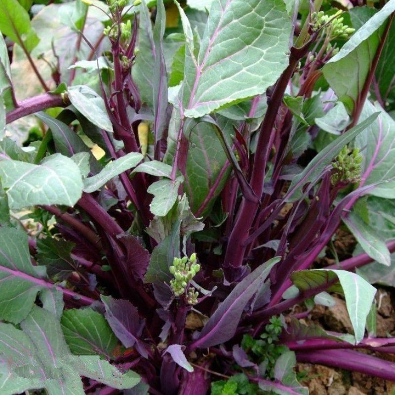 楚红苔70红菜苔种子中熟丰产早抽苔不早衰无蜡粉抗逆性强