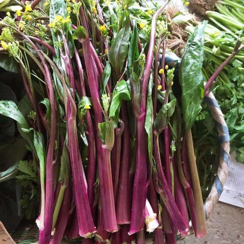 楚红苔70红菜苔种子中熟丰产早抽苔不早衰无蜡粉抗逆性强