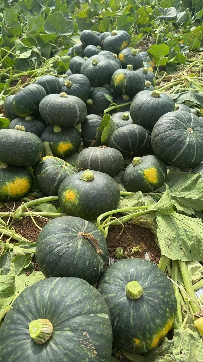 【推荐】贝贝南瓜广东湛江南瓜大量现货供应欢迎来电咨询