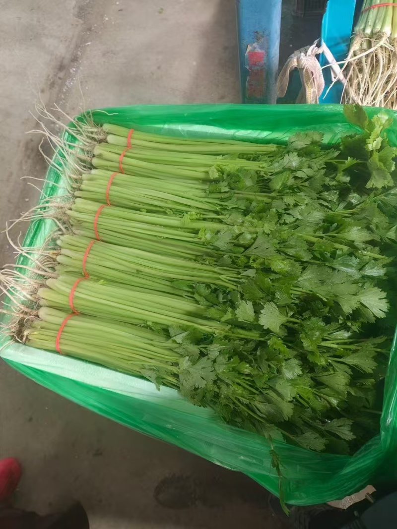 聊城香芹上市支持超市，批发商，电商，大量有货需要的老板联