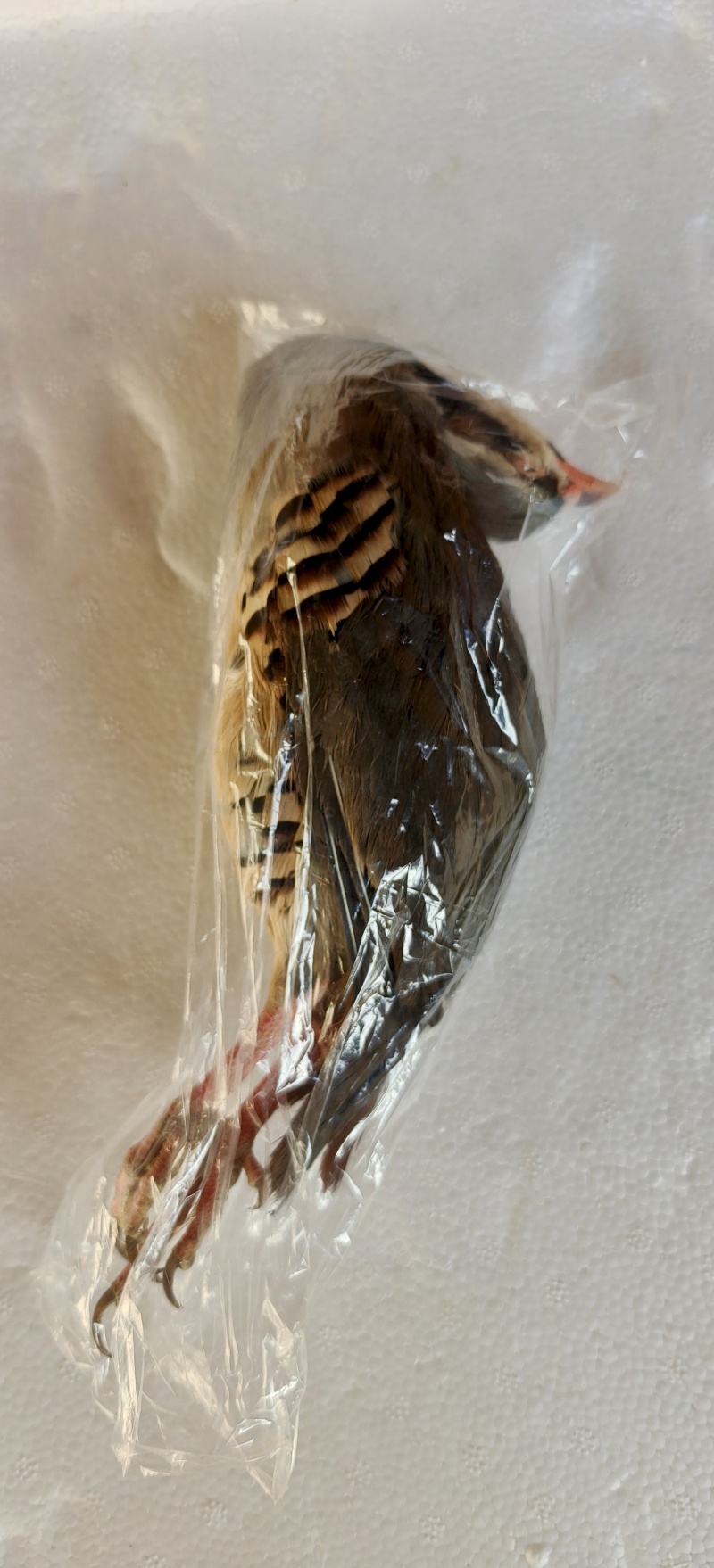 带毛飞龙带毛鹧鸪烧烤新品飞龙鹧鸪