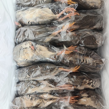 带毛飞龙带毛鹧鸪烧烤新品飞龙鹧鸪
