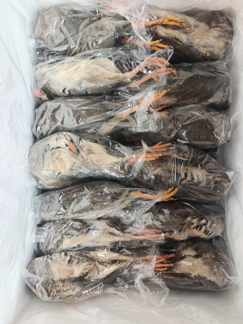 带毛飞龙带毛鹧鸪烧烤新品飞龙鹧鸪