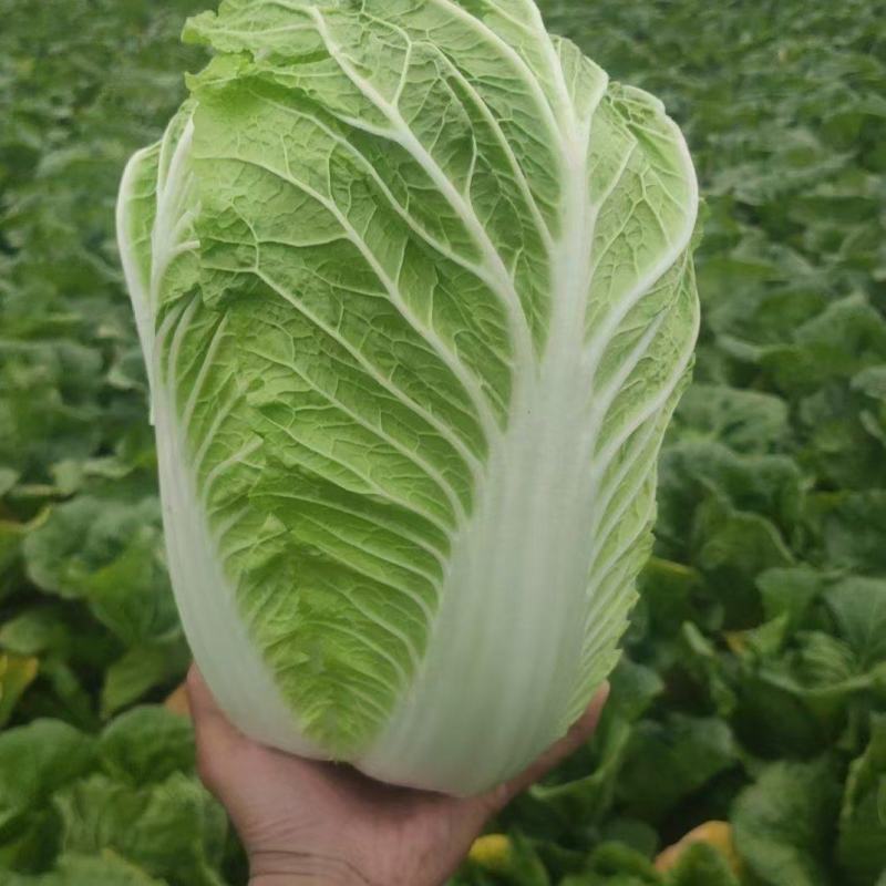产地白菜大量供货。货多量大，代发全国各地提供各种包装